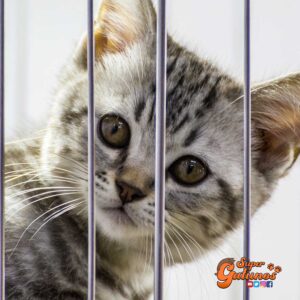 Sabías que el famoso dicho popular “hay gato encerrado” no tiene nada que ver con nuestros felinos domésticos