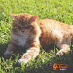 7 recomendaciones para proteger a nuestros gatos del calor