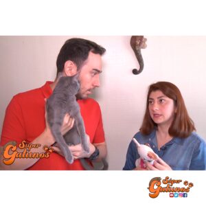Conozcamos a «Magenta Design» y sus diferentes looks para nuestros gatos