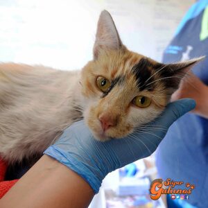 Veterinarias de Valparaíso se unen para ir en ayuda de los animales afectados por los incendios forestales