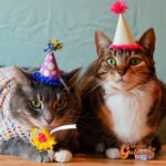 Cumpleaños de un gato deja a 15 personas contagiadas de Coronavirus en Santo Domingo