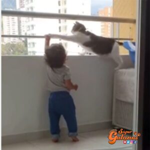 Gato “protector” cuida a un niño que juegue cerca de la baranda