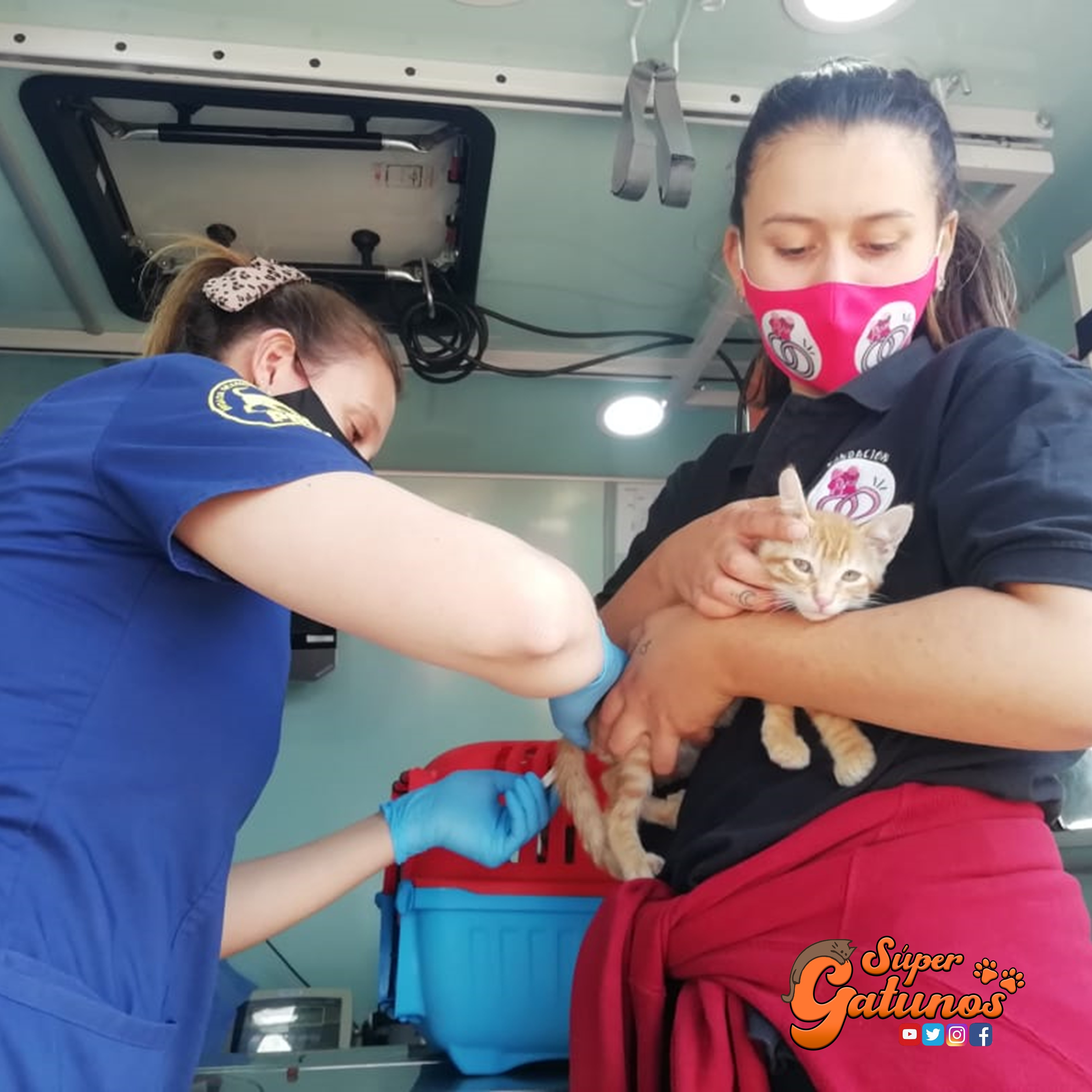 Fundación Arca inicia campaña solidaria para mascotas de Quilpué