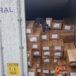 Gato “polizón” sobrevive 3 semanas dentro de un container comiendo dulces