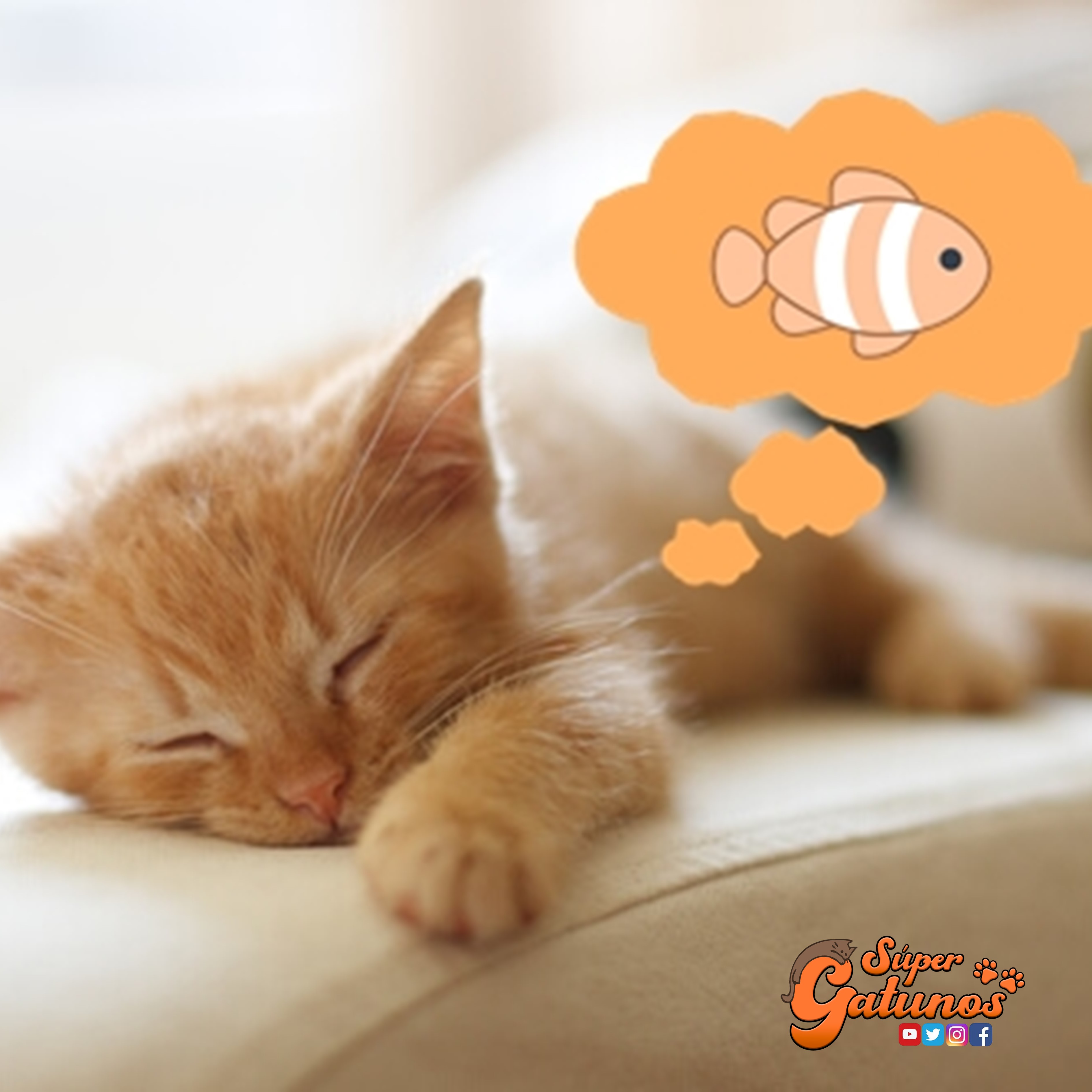 ¿Sabías que nuestros gatos tienen sueños cuando duermen?