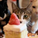¿Sabías que nuestros gatos no perciben los sabores dulces?