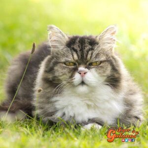 ¿Sabías que el cerebro de nuestros gatos también se enferma con la edad?