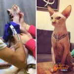 Seguidores exigen justicia contra una influencer que tatuó a su gato