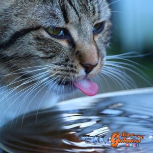 ¿Sabías que nuestros gatos deben beber entre 50 a 100 ml de agua por kg al día?