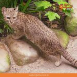 Hoy se celebra el primer Día Mundial del Gato de Geoffroy