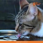 ¿Sabías que nuestros gatos evitan beber agua en platos plásticos?