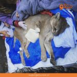 Encuentran a “Huilo” uno de los pumas perdidos tras el alud en San Alfonso