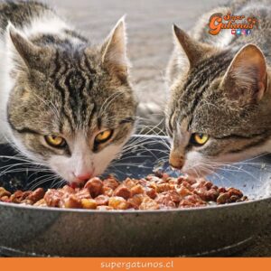 Alertan sobre posibles intoxicaciones con marca de alimentos para gatos