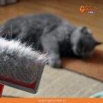 ¿Sabías que cepillar a nuestros gatos les baja su sensación de calor?