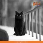 «Los gatos son un misterioso tipo de folclor”