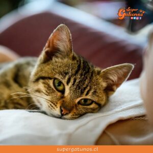Estudio japonés concluye que los gatos no son traicioneros