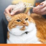 Estudio confirma que los gatos son más populares que los perros en el mundo