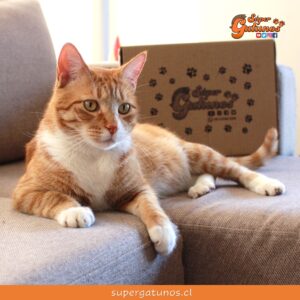 Regresan las exitosas “Cajas Gatunas” a nuestra tienda