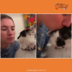 Tierna reacción de un gatito que responde a un beso se viraliza