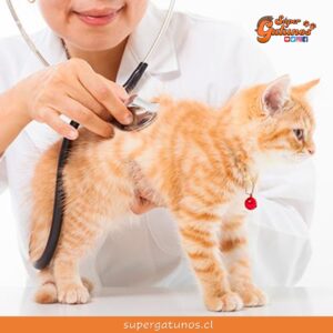 ¿Sabías que la insuficiencia renal es una enfermedad frecuente en gatos mayores?
