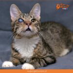 ¿Sabías que nuestros gatos también pueden padecer de glaucoma?
