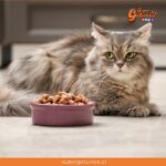 ¿Sabías que nuestros gatos prefieren las texturas crujientes y los sabores ácidos?