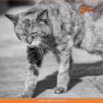 «Los gatos pueden caminar por sí mismos, pero hay momentos en los que necesitan nuestro apoyo»