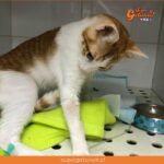 Fundación Arca busca a afectados por intoxicación de gatitos para demandar