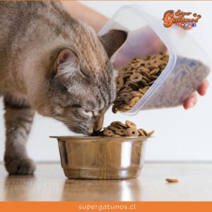 ¿Sabías que nuestros gatos prefieren alimentarse con la comida a temperatura ambiente?