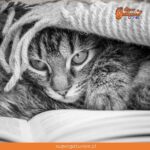 “Una de las razones por la que los gatos son más felices que la gente es porque no tienen periódicos”