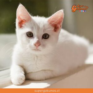 ¿Sabías que soñar con un gato blanco significa ilusión o deseo?
