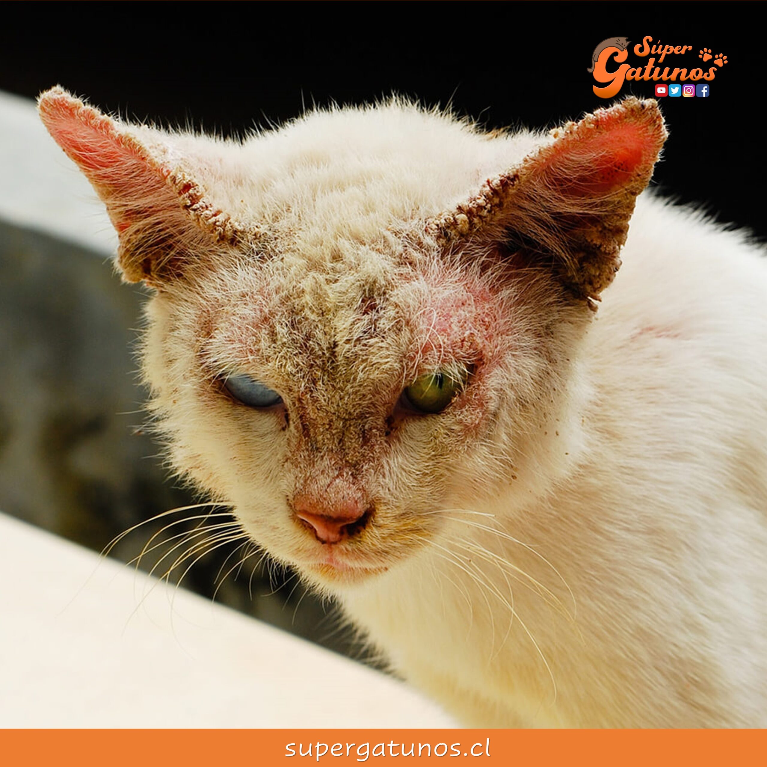 Sabías que sarna es una de las enfermedades a la piel más frecuentes en gatos?
