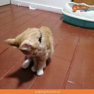 Colegio Médico Veterinario publica video explicativo con síntomas de gatitos intoxicados