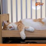 ¿Sabías que un gato duerme entre 12 a 16 horas al día?
