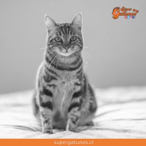 “Los gatos no buscan tu aprobación”