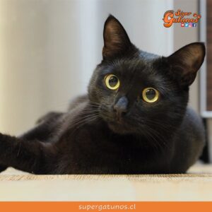 ¿Sabías que soñar con un gato negro significa resolver algo pendiente?