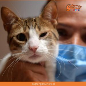 Detectan cuadros graves en gatos y perros con la variante británica