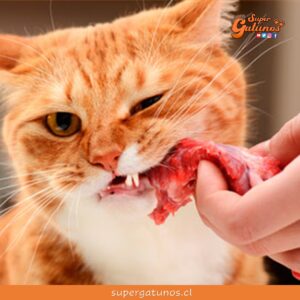 ¿Sabías que nuestros gatos también pueden contagiarse con tuberculosis?