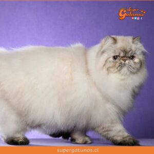 ¿Sabías que el gato persa debe su nombre a que nació en la Antigua Persia?