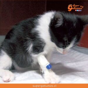 Conoce qué hacer si nuestro gatito sufre de intoxicación por alimentos