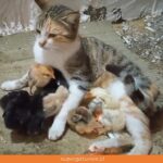 Gatos cuida a pollitos tratándolos como si fueran sus crías
