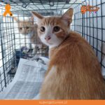 Aporte solidario para Fundación Corazón de Gato suma 5,2 kilos en marzo