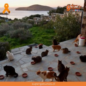 Ofrecen sueldo y casa gratis por cuidar gatos en una soñada isla de Grecia