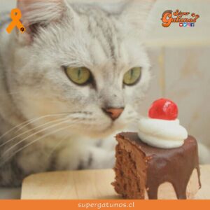 ¿Sabías que el chocolate es muy dañino para la salud de nuestros gatos?