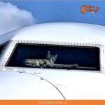 Gatito abandonado convierte un avión en su nuevo hogar