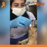 Gatita abandonada lleva sus crías enfermas hasta una clínica veterinaria