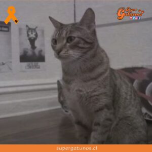 Conoce la primera banda de heavy metal donde un gato es el vocalista