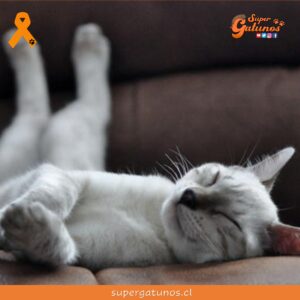 ¿Sabías que cuidar la salud de nuestros gatos es una inversión en su bienestar?