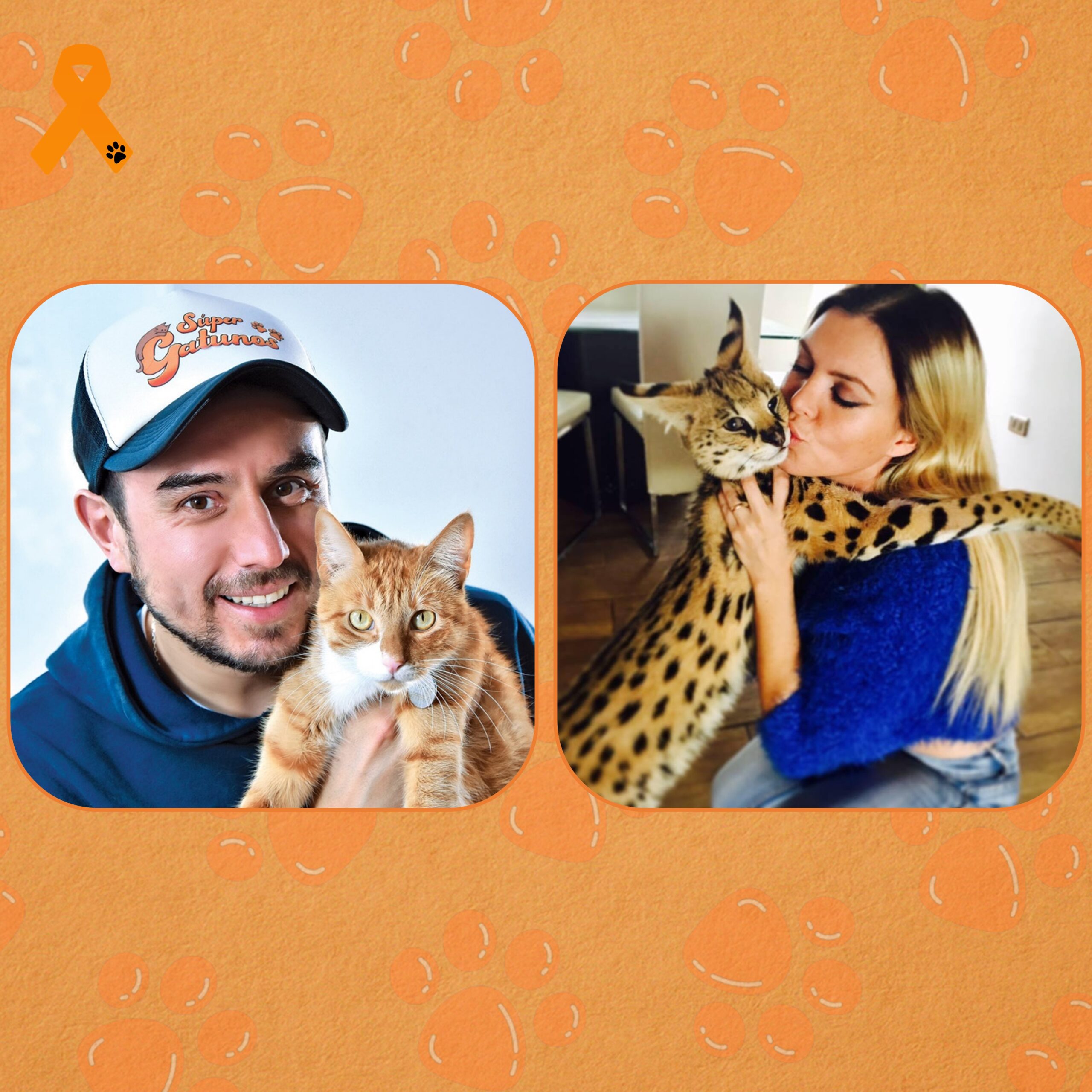Conoce a los exóticos gatos Savannah y Serval que viven en Chile