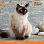 ¿Sabías que el gato siamés debe su nombre a que eran parte de una familia real?